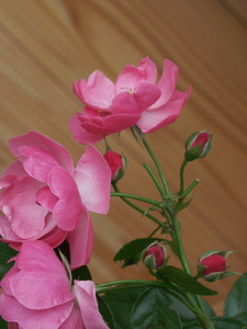 今日は定休日です。