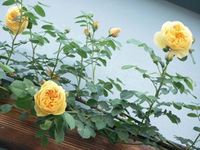 明日は臨時休業になります。