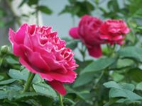 明日は臨時休業になります。