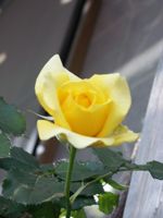 明日は臨時休業になります。