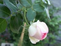 明日は臨時休業になります。