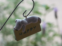 今日のわんこ