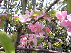 風にのって祭りの音が