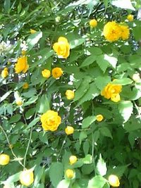 今日の花