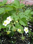 今日の花