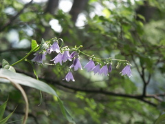 夏休み