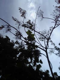 遊木の森