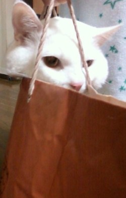 おボンです