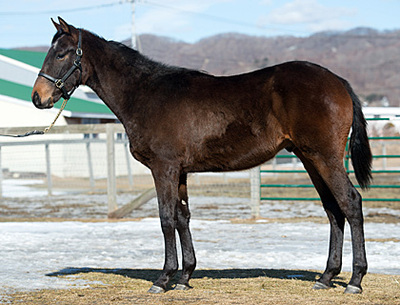 2歳馬+先行1歳馬近影