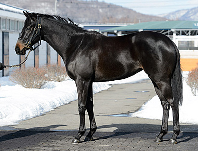 2歳馬+先行1歳馬近影