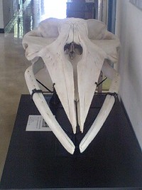 何これは？
