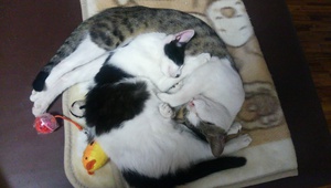 仲良し猫