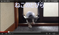 ねこのとびら