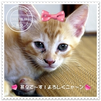 にゃんこの切手