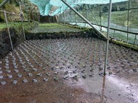 向小屋水口植え付け完了