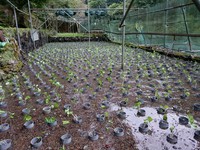 向小屋水口植え付け完了