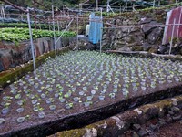 奥の畑植え付け完了