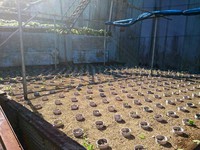 匠の沢植え付け完了
