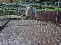 奥の畑植え付け完了