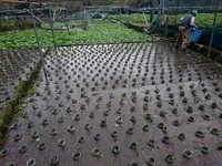奥の畑植え付け完了