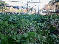 奥の畑収穫中