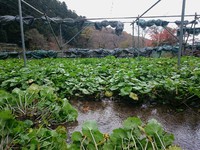奥の畑収穫中