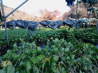 奥の畑収穫中