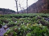 向小屋道下収穫中