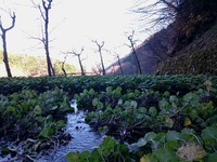 向小屋道下収穫中