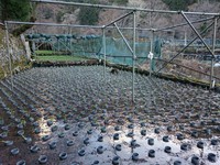 向小屋水口植え付け完了