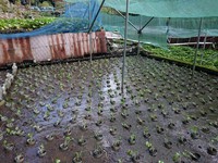 岩下植え付け完了