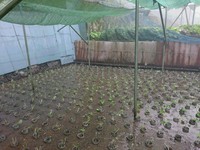 岩下植え付け完了