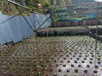 岩下植え付け完了