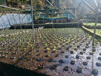 岩下植え付け完了