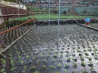 向小屋広場所植え付け完了
