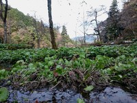 水の入り収穫中