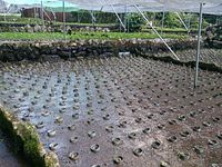 岩下植え付け完了
