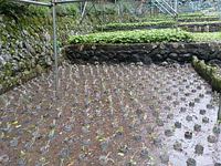 岩下植え付け完了