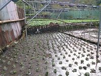 向小屋広場所植え付け完了