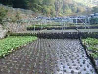 岩下植え付け完了