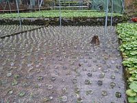 向小屋広場所植え付け完了