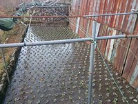 向小屋人工日覆植え付け完了