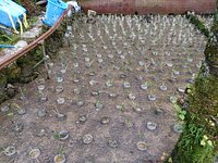 水の入植え付け完了