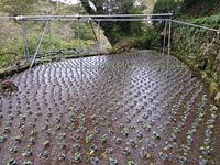 向小屋水口植え付け完了