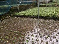 向小屋広場所植え付け完了