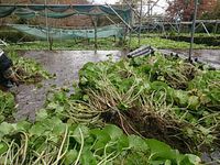 奥の畑収穫中