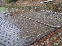 向小屋道下植え付け完了