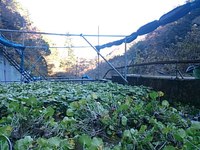 匠の沢収穫中