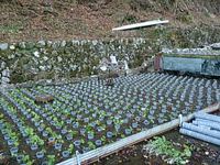 向小屋道下植え付け完了