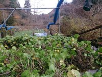 匠の沢収穫中
